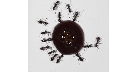 10 ml Sciroppo proteico (per regine e giovani colonie)