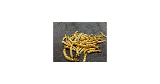 25 gr di Tenebrios disidratato