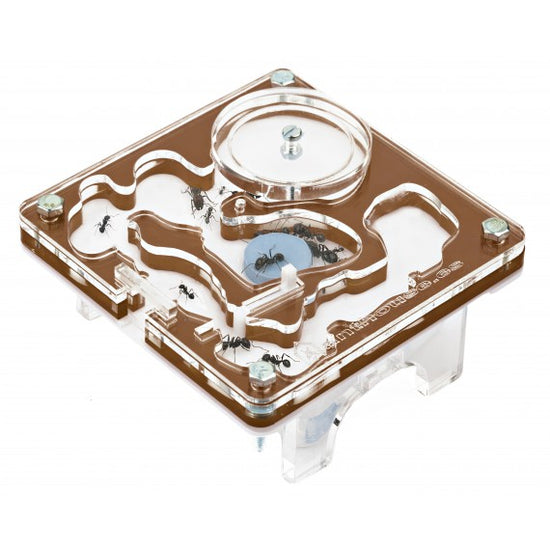 acrilico NaturColor 10x10x1cms Fungo