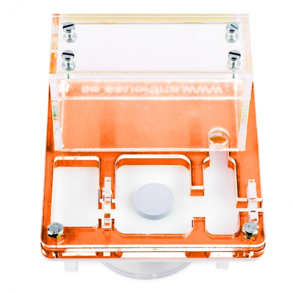 AntHouse 10x10x1,3 cm con scatola grande - Tipo di fungo