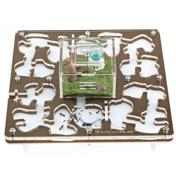 AntHouse-Hori-Acri 20x20x1,5 (Tipo Fungo, Con Area di Foraggiamento)