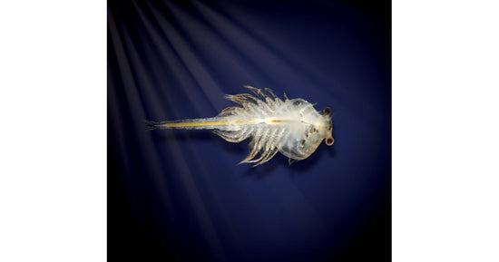 Aqua Dragons (Habitat Mondo Marino)