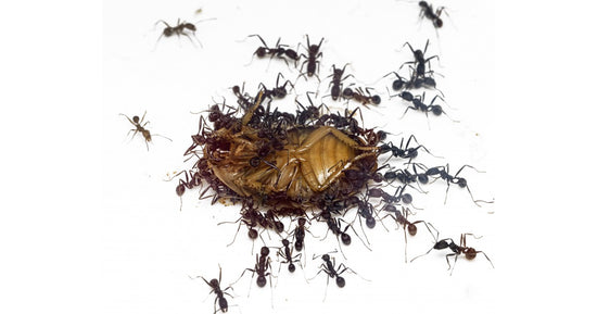 Blaptica Dubia