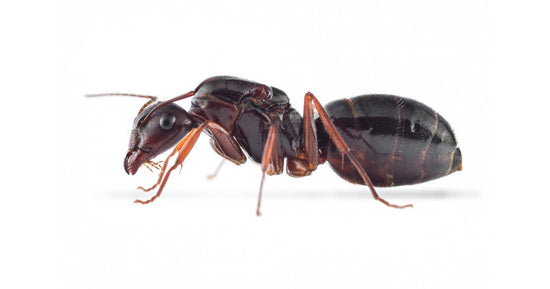 Colonia di Camponotus aethiops