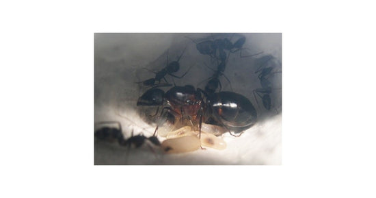 Colonia di Camponotus barbaricus