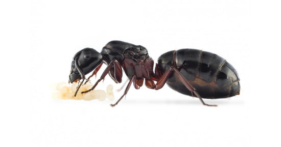 Colonia di Camponotus herculeanus
