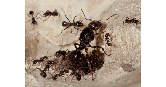 Colonia di Formiche Messor barbarus con Regina (Ideale per Principianti)