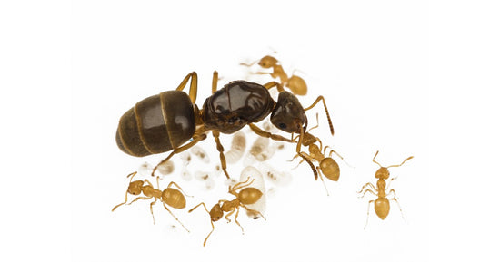 Colonia di Lasius flavus (Formica ORO)