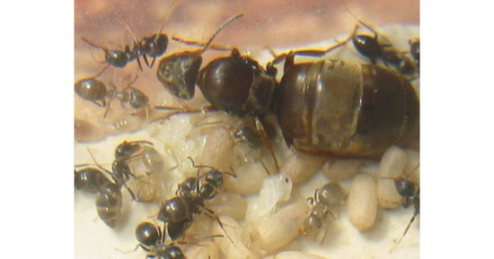 Colonia di Lasius grandis