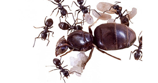 Colonia di Lasius niger