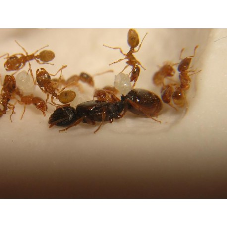 Colonia di Tetramorium semilaeve