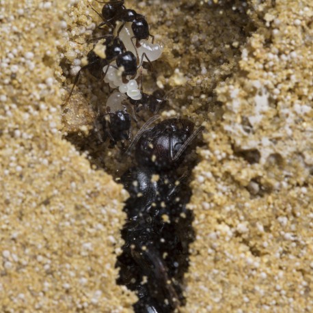 Colonia di formiche Messor barbarus con regina (ideale per principianti)