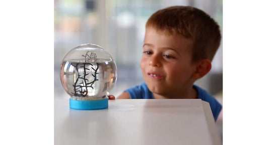 Ecosistema Acquatico - Acquario per gamberi - Biosfera Marina (Con gamberi inclusi)