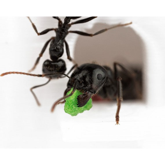 Feeder 3D - Semenzaio per formiche granivore