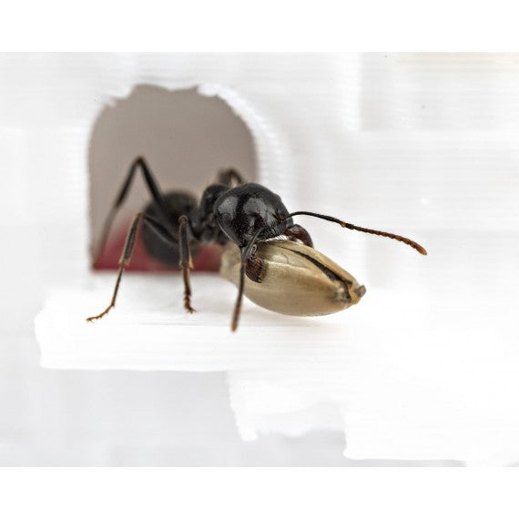 Feeder 3D - Semenzaio per formiche granivore