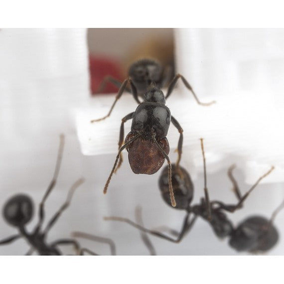 Feeder 3D - Semenzaio per formiche granivore