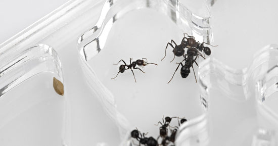 Fungo acrilico NaturColor 20x10x1cms