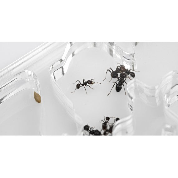 Fungo acrilico NaturColor 20x10x1cms