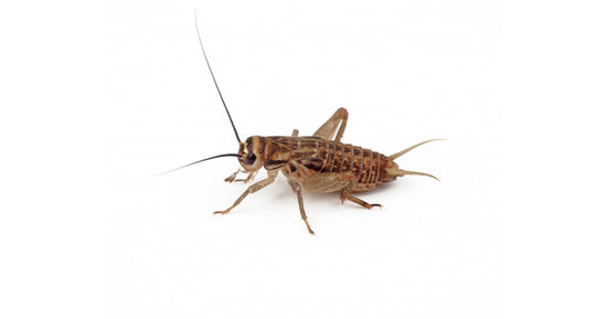 Grilli Acheta domestica