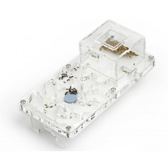 Kit Acrilico 10x20x1 Fungo (Con Formiche GRATUITE)