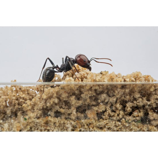 Kit AntHouse Avvio-Acrilico