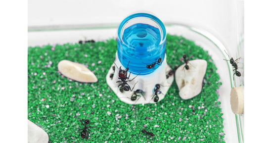 Kit AntHouse Base Formicaio di Sabbia con Regina e Formiche GRATIS