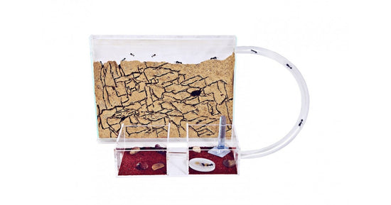 Kit AntHouse Sandwich-Acri/Medio