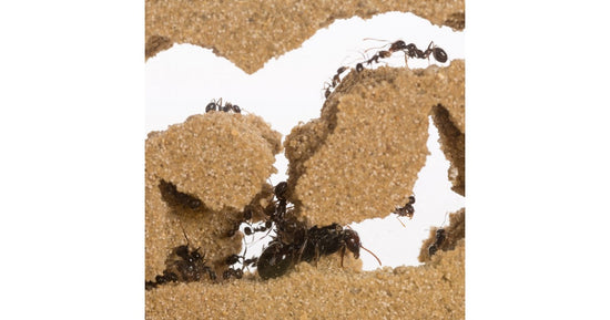 Kit AntHouse Sandwich-Acri/Mini