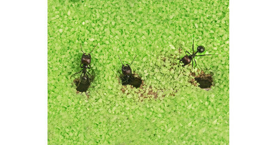 Kit Anthouse T 3D BIG (25x20x1,5)