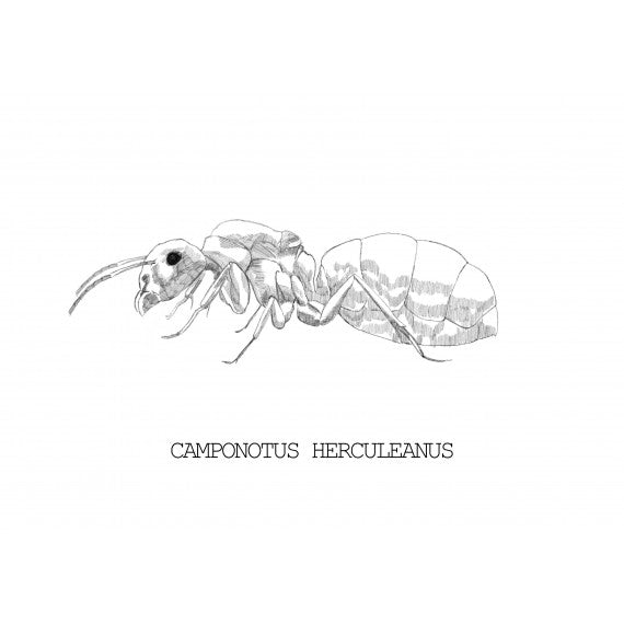 Regina Camponotus herculeanus (Formica Gigante)