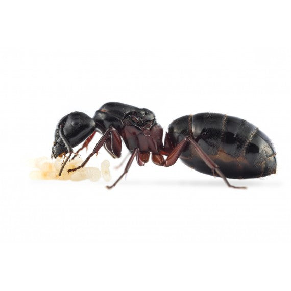 Regina Camponotus herculeanus (Formica Gigante)