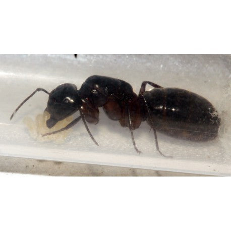 Regina Camponotus herculeanus (Formica Gigante)
