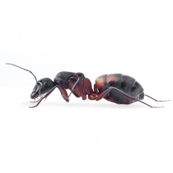 Regina di Camponotus cruentatus