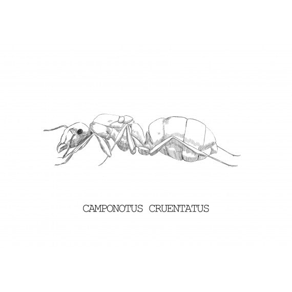 Regina di Camponotus cruentatus
