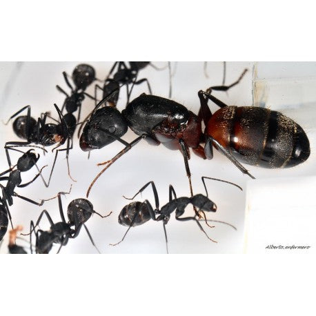 Regina di Camponotus cruentatus