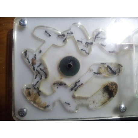 Regina di Camponotus foreli (con uova)