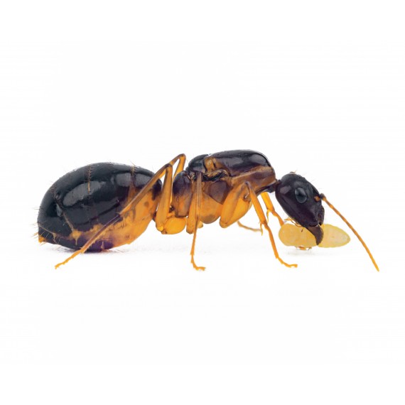 Regina di Camponotus pilicornis