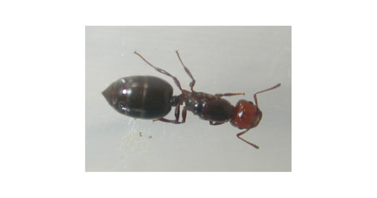 - Regina di Crematogaster scutellaris