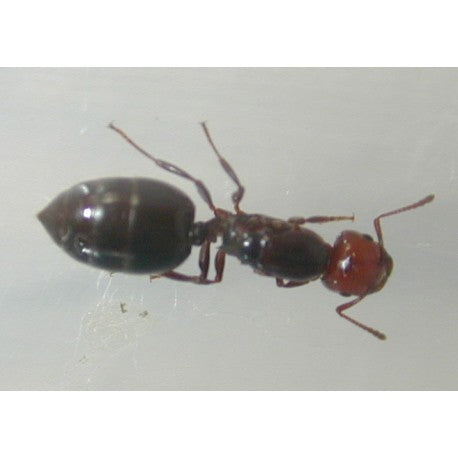 Regina di Crematogaster scutellaris