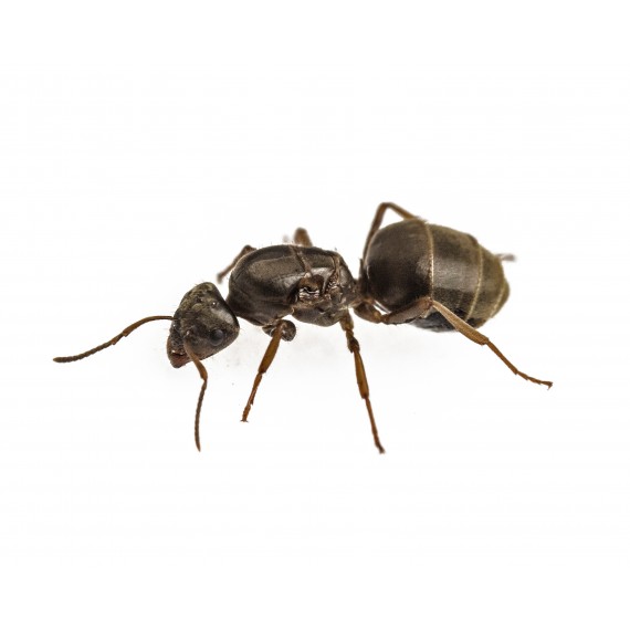 Regina di Lasius grandis (con uova)