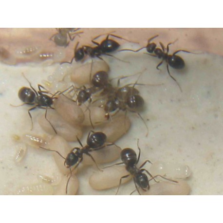 Regina di Lasius grandis (con uova)
