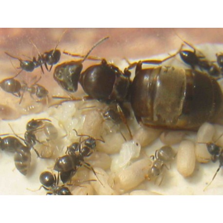 Regina di Lasius grandis (con uova)