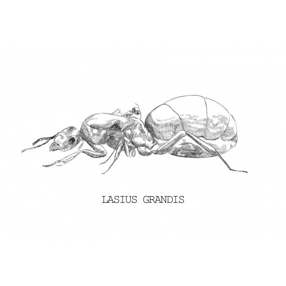 Regina di Lasius grandis (con uova)