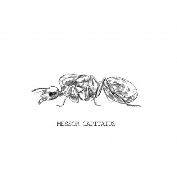 Regina di Messor capitatus