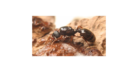 Regina di Tetramorium caespitum (con uova)