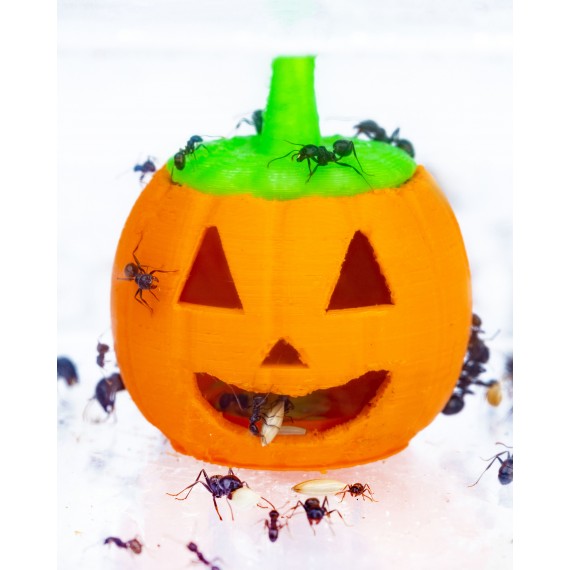 Zucca Feeder 3D - Semenzaio per formiche granivore