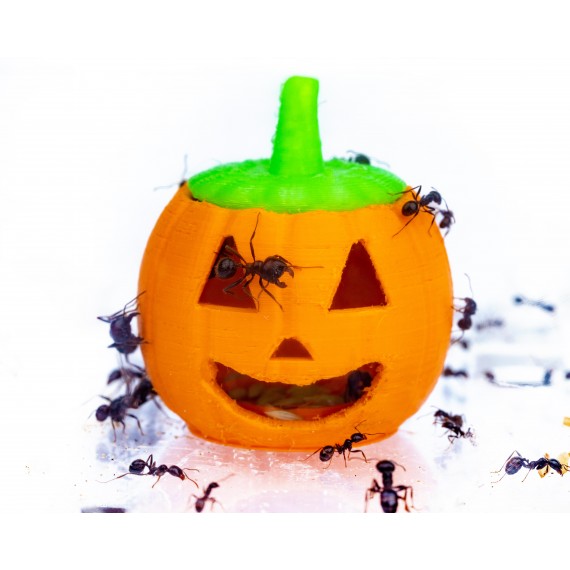 Zucca Feeder 3D - Semenzaio per formiche granivore