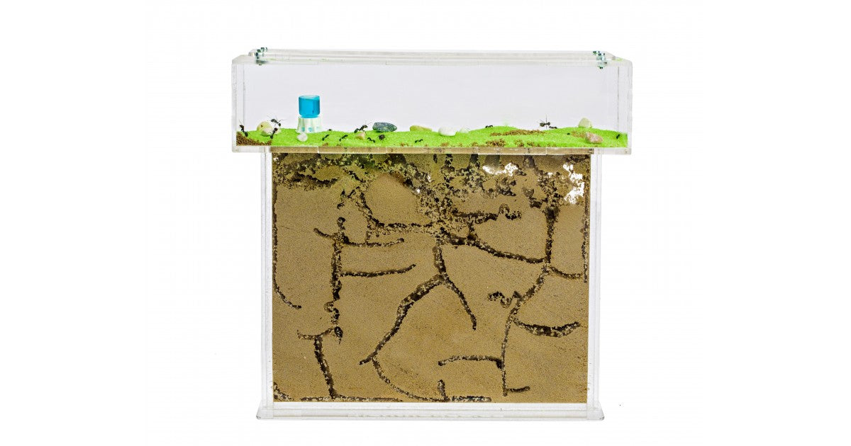 Formicaio Kit Formicai Generici 2026 – La Casa delle Formiche