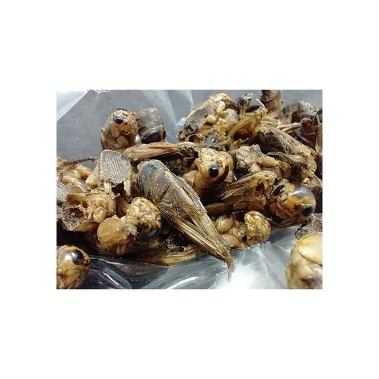 25 gr di grilli disidratati