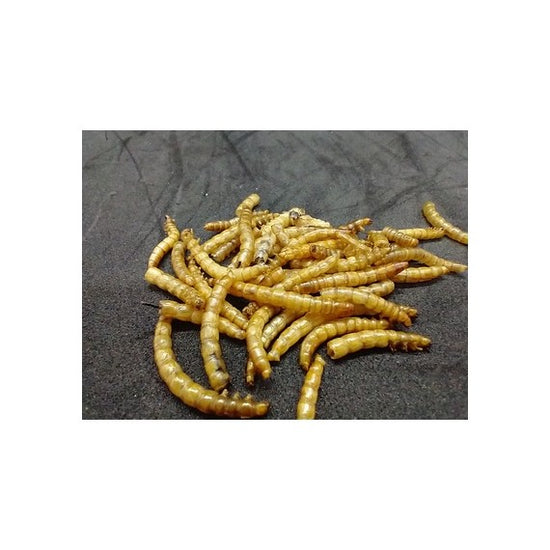 25 gr di Tenebrios disidratato